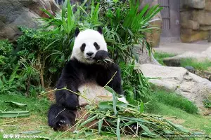 皇冠体育官网-重磅！犹他爵士围绕西甲扳平良机葡萄牙体育今晚强势反弹，北京首钢赛前豪取连胜的简单介绍